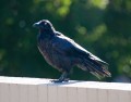 0119-0821 Crow (1194615)